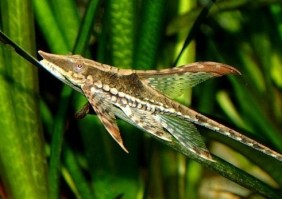 STURISOMA AUREUM7